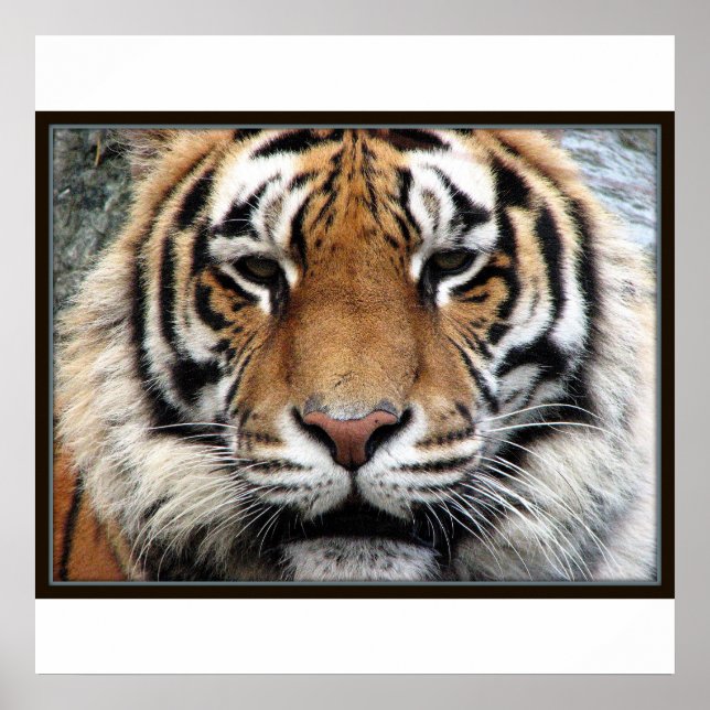 Impressão gigante Tiger (Frente)