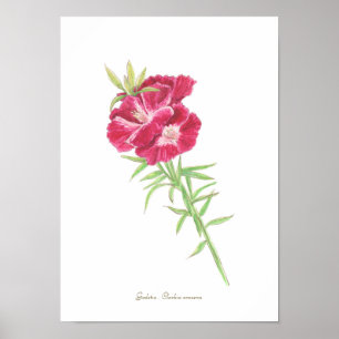 Impressão Godetia, Papel Poster de Valor (Matte)