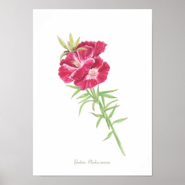 Impressão Godetia, Papel Poster de Valor (Matte) (Frente)