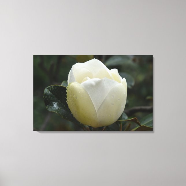 Impressão Grandiflora das canvas da magnólia (Frente)