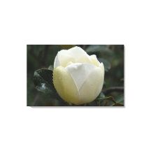 Impressão Grandiflora das canvas da magnólia