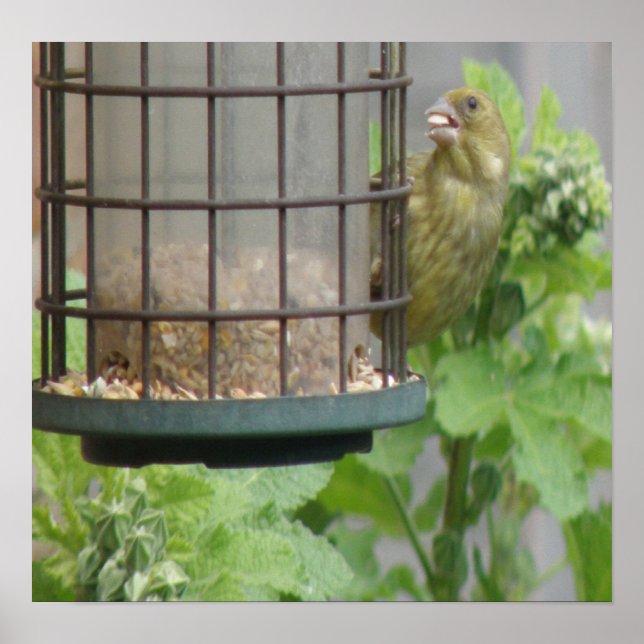 Impressão Greedy Greenfinch (Frente)