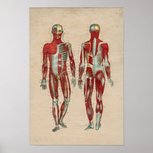 Impressão humano da anatomia 1841 do músculo