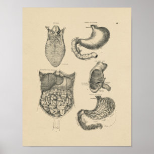 Impressão humano da anatomia 1880 do vintage
