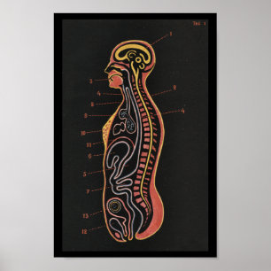 Impressão humano da anatomia do vintage