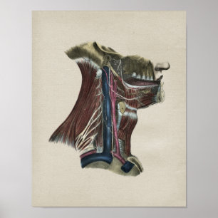 Impressão humano do vintage da anatomia do sistem