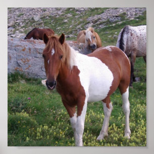 Impressão indiano do poster do pônei