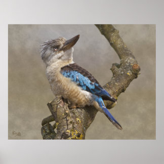 Impressão Kookaburra