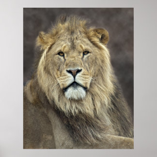 Impressão Leo