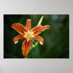 Impressão Lily 6588
