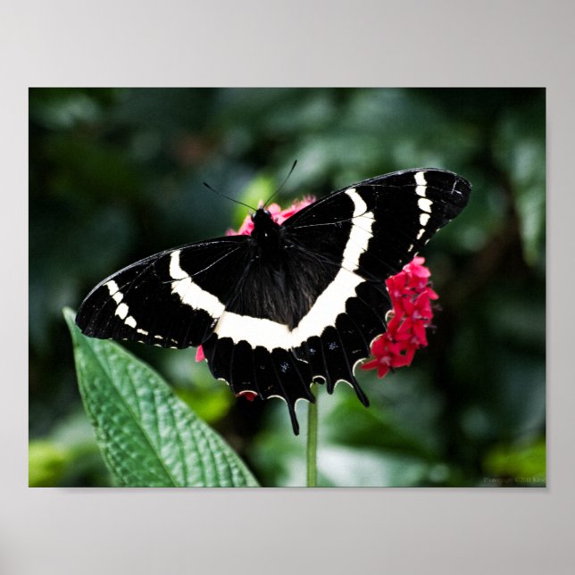 Impressão Lolipop Butterfly (Frente)