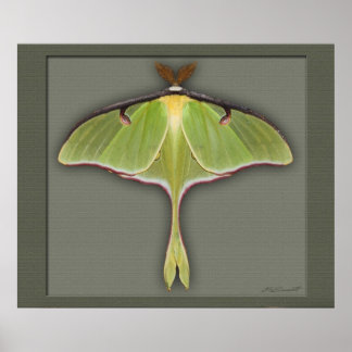 Impressão Luna - 28x24 - outros tamanhos disponíve