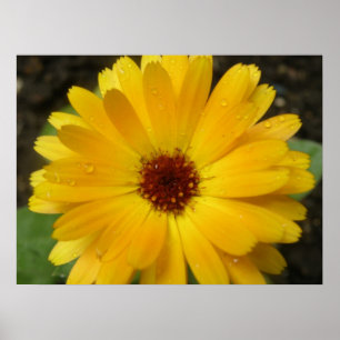 Impressão Macro de Marigold Amarelo