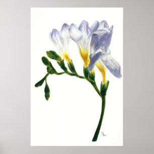 Impressão malva dos Freesias