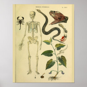 Impressão médico da arte da anatomia do escorpi