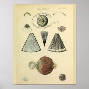 Impressão médico da arte da anatomia do olho da