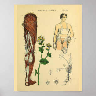 Impressão médico da arte da anatomia dos múscul