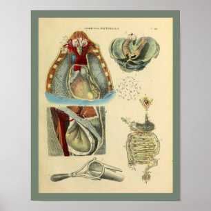Impressão médico da arte da anatomia dos pulmõe