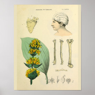 Impressão médico da arte da anatomia medicinal d