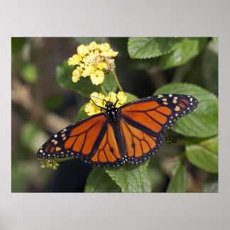 Impressão Monarch