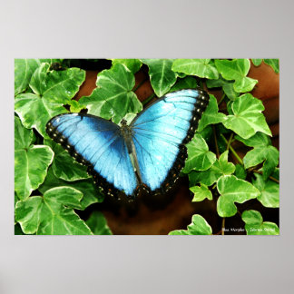 Impressão Morpho Azul