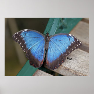 Impressão Morpho Azul