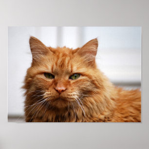 Impressão norueguês das canvas do gato da flores