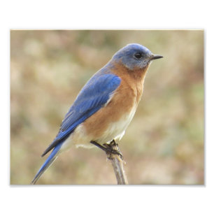 Impressão oriental da foto do Bluebird