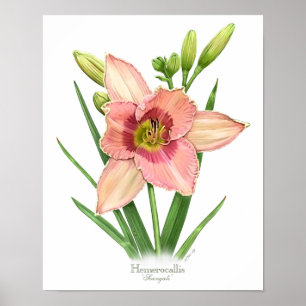 Impressão original da arte do hemerocallis