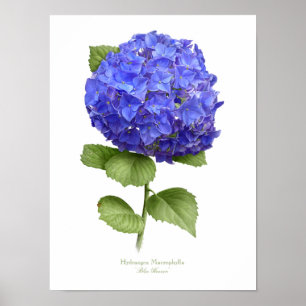 Impressão original da arte do Hydrangea azul