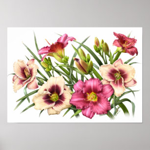 Impressão original da arte dos hemerocallis