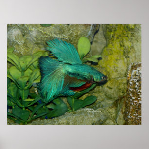 Impressão ou poster azul dos peixes de Betta