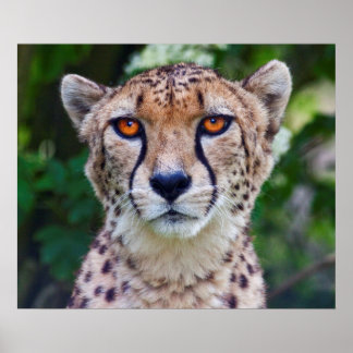 Impressão ouro dos olhos do