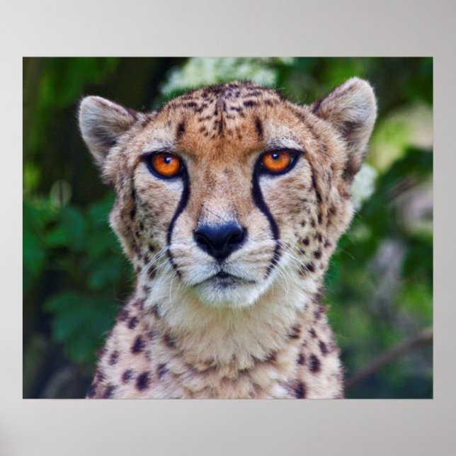 Impressão ouro dos olhos do  (Frente)