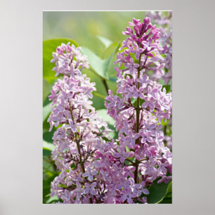 Impressão P5390 Lilases