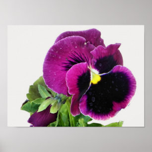 Impressão Pansy Roxo
