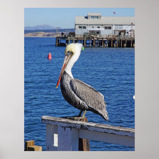 Impressão pelicano (Frente)