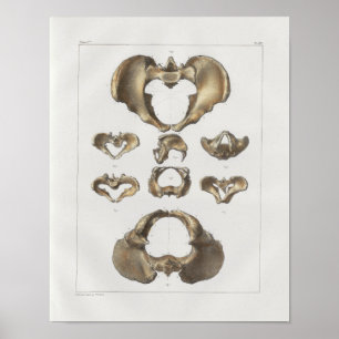 Impressão pélvico da anatomia do vintage de 1867