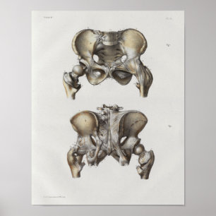 Impressão pélvico da anatomia do vintage de 1867