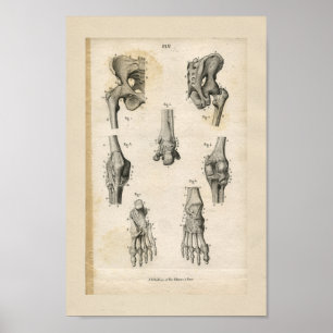 Impressão pélvico da anatomia do vintage dos oss