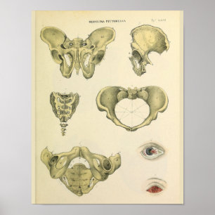 Impressão pélvico da arte da anatomia do vintage