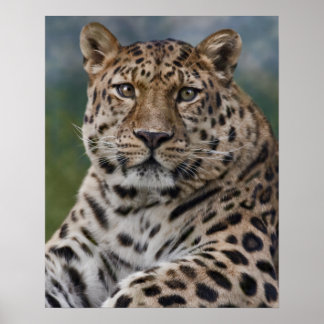 Impressão Pensamentos Leopardo