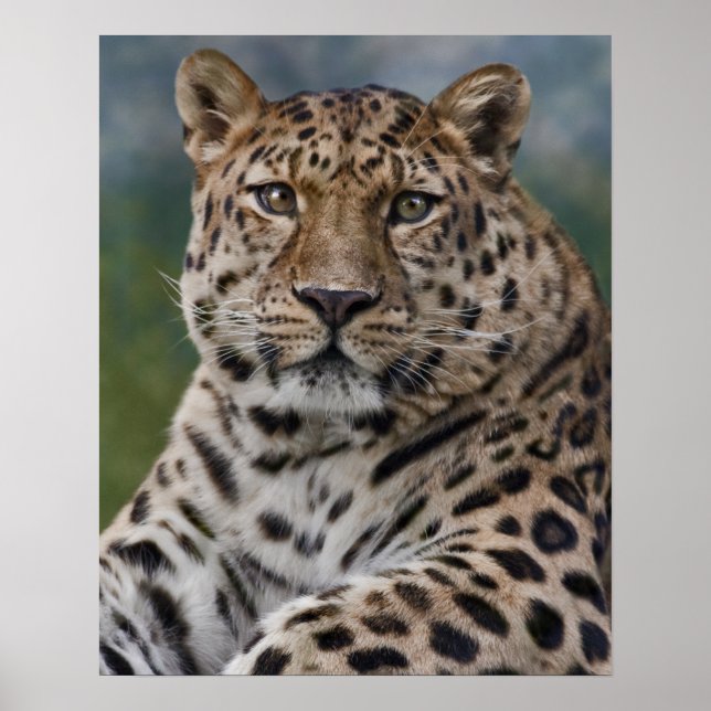 Impressão Pensamentos Leopardo (Frente)