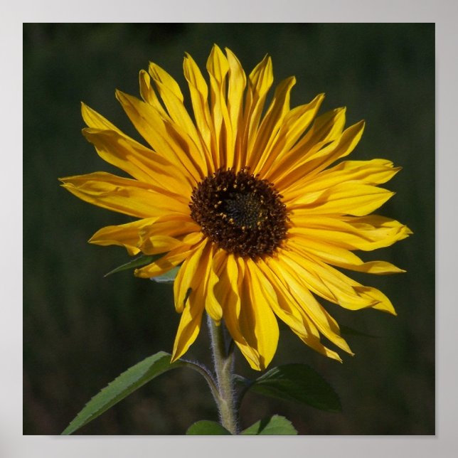 Impressão Perfeito de Girassol (Frente)