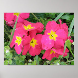 Impressão Ployanthus Rosa