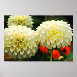 Impressão Pom Pom Dahlias