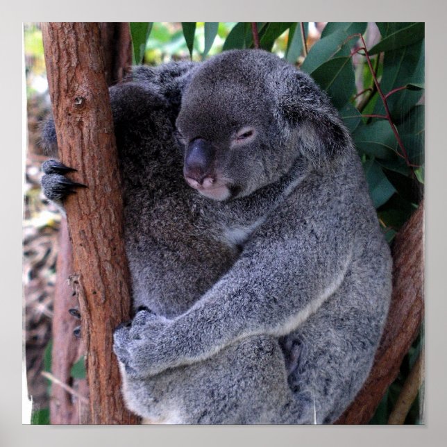 Impressão Poster da família Koala (Frente)