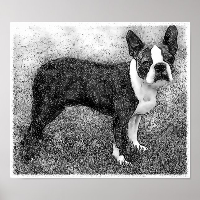 Impressão Poster de Boston Terrier (Frente)