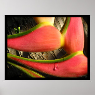 Impressão Poster de de Flor de Heliconia Rosa Que