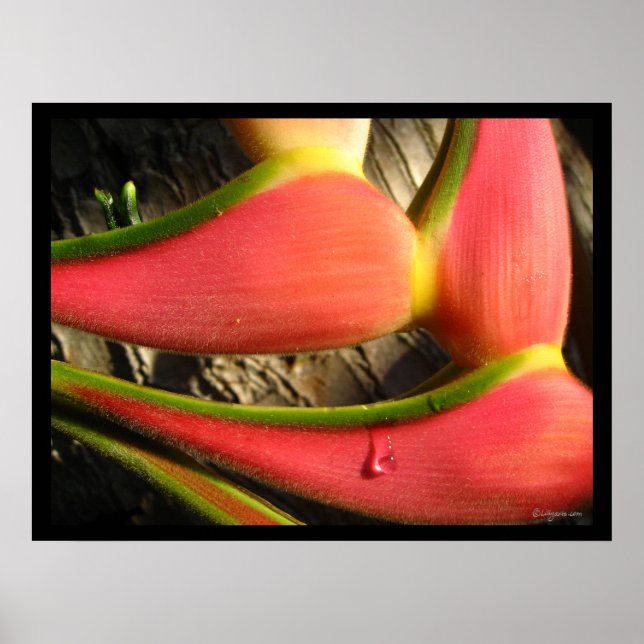 Impressão Poster de de ventoinha de Heliconia Rosa (Frente)